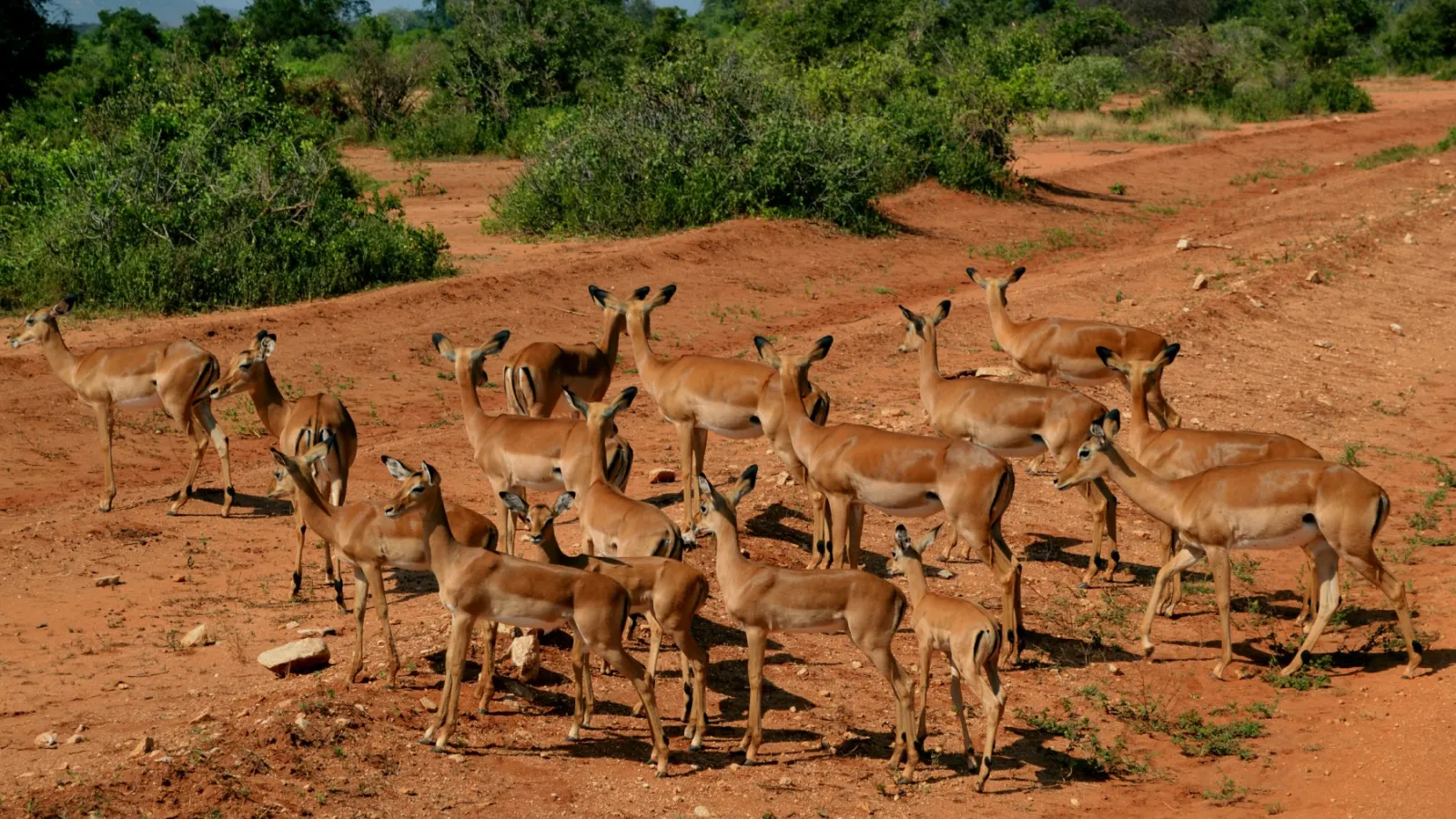 A photo of a group of antelopes walking on a savannah