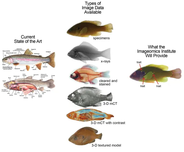 An illustration of previous diagrams of fish traits compared to data that imageomics will extract from different types of fish images