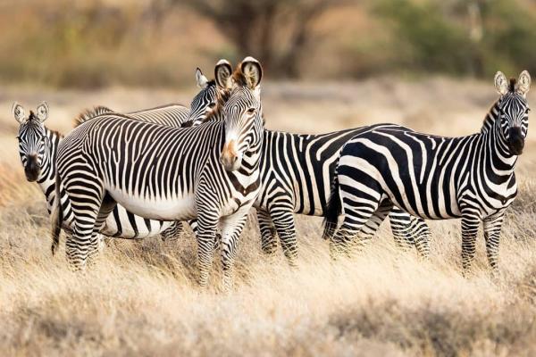 Four Grevy's zebras standing in a Kenya savannah