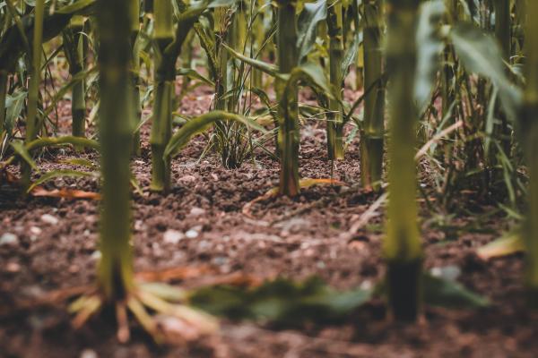 A close-up image of corn stalks growing in a field
