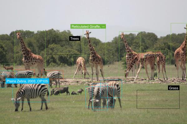 Giraffes and zebras in the wild, with rectangles indicating AI processing of the image
