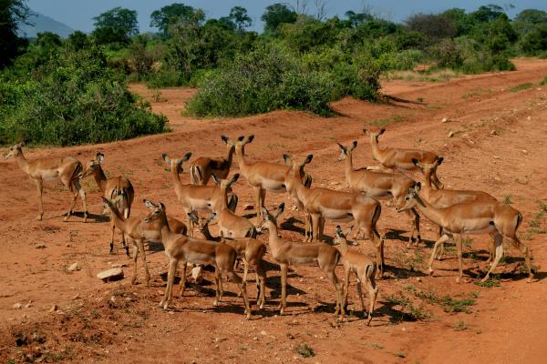 A photo of a group of antelopes walking on a savannah