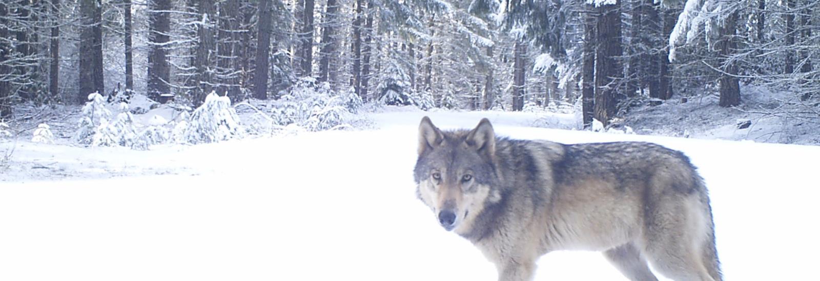 Endangered gray wolf